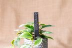 Engraved Slate Plant Markers