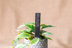 Engraved Slate Plant Markers