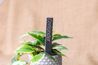 Engraved Slate Plant Markers
