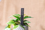 Engraved Slate Plant Markers